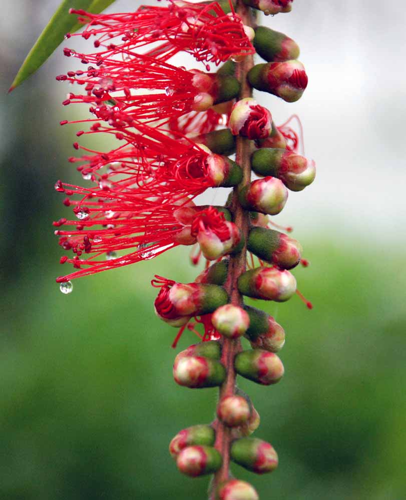 春满西湖雾满花 摄影 金天一川