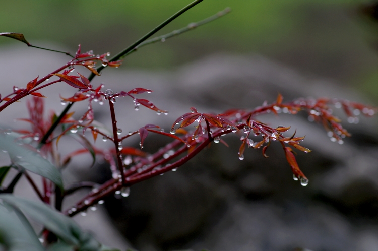 雨润3 摄影 四匹