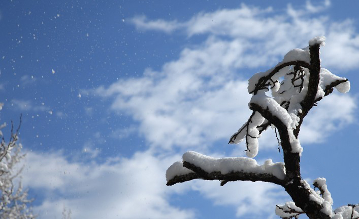 傲雪 摄影 风了尘