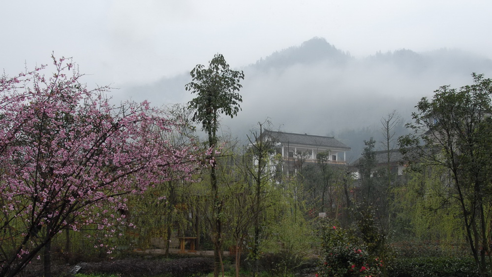 烟雨柳江 （7） 摄影 花开我先知