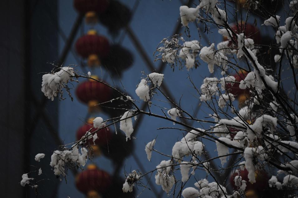 “桃花”朵朵开 摄影 赵文胜