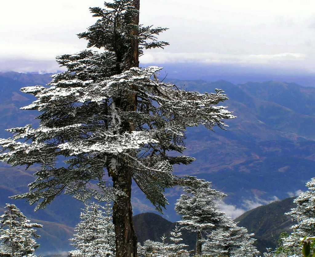 傲雪松 摄影 大山风