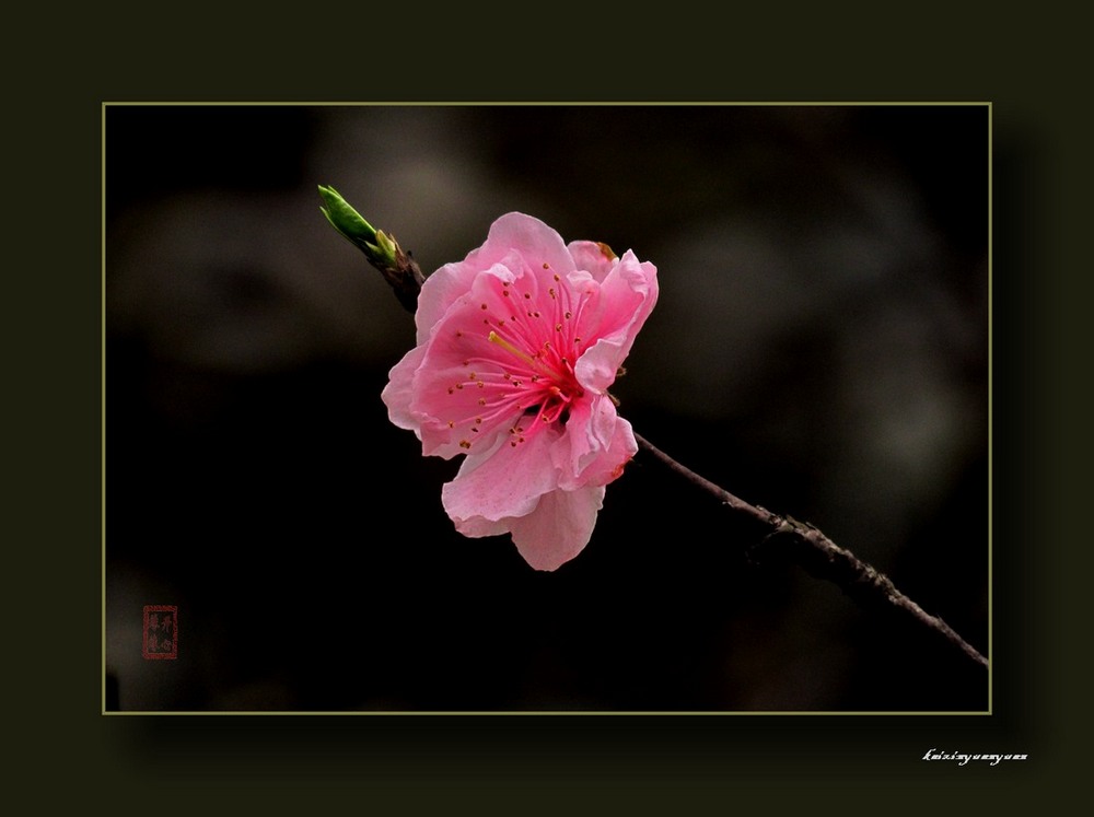 桃花争春（二） 摄影 开心缘缘