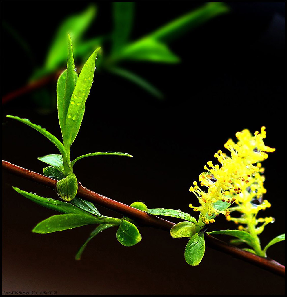 柳花叶茂 摄影 幕阜山