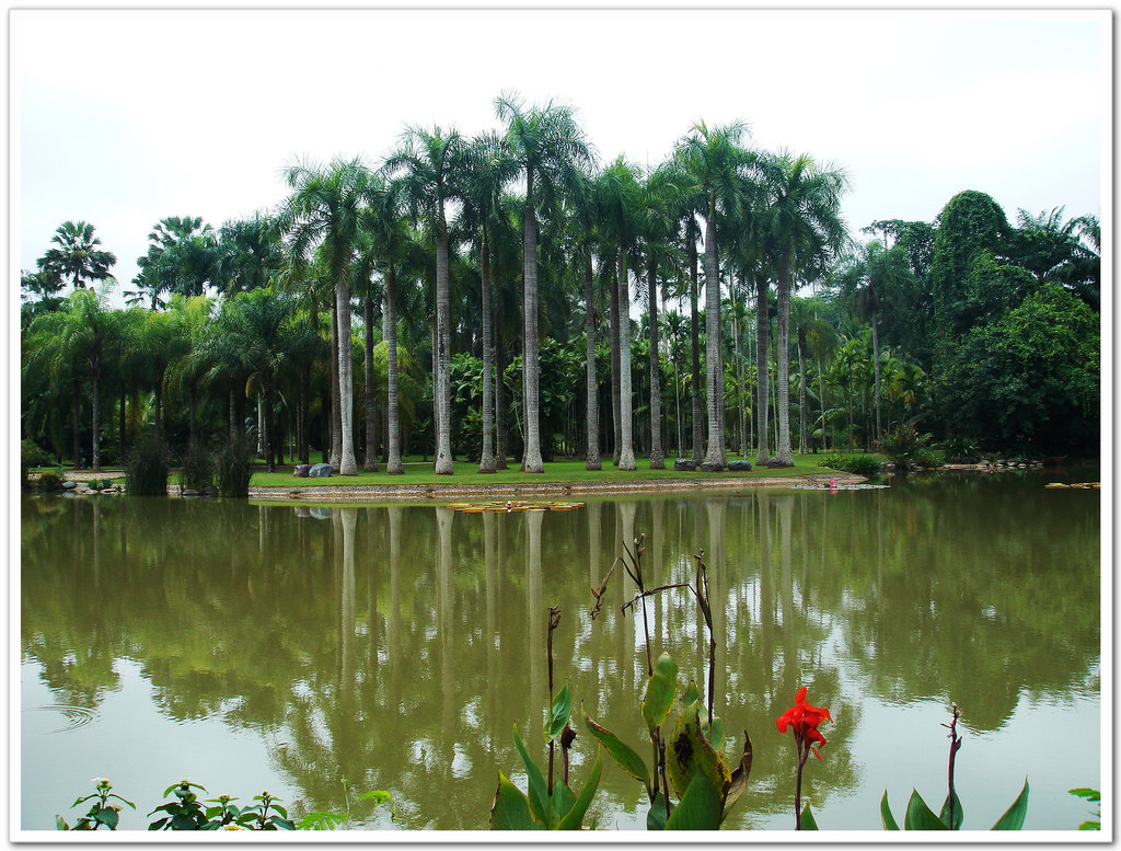 椰林风景 摄影 惠之美影