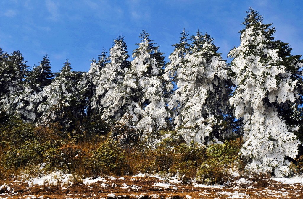 一场小雪过后 摄影 青花椒