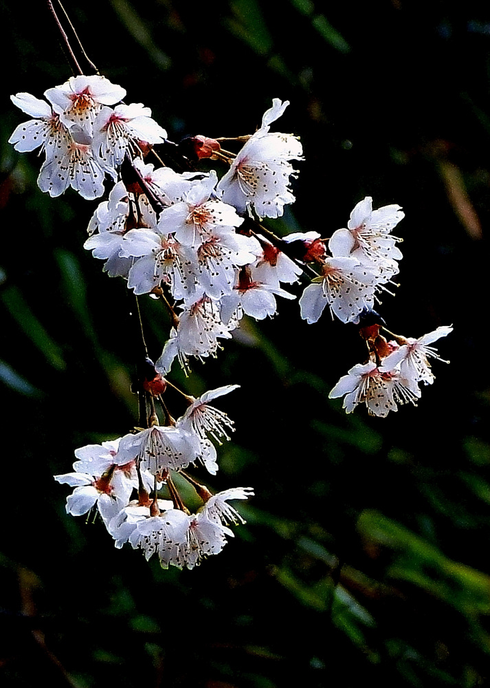 野樱花 摄影 冰冻太阳