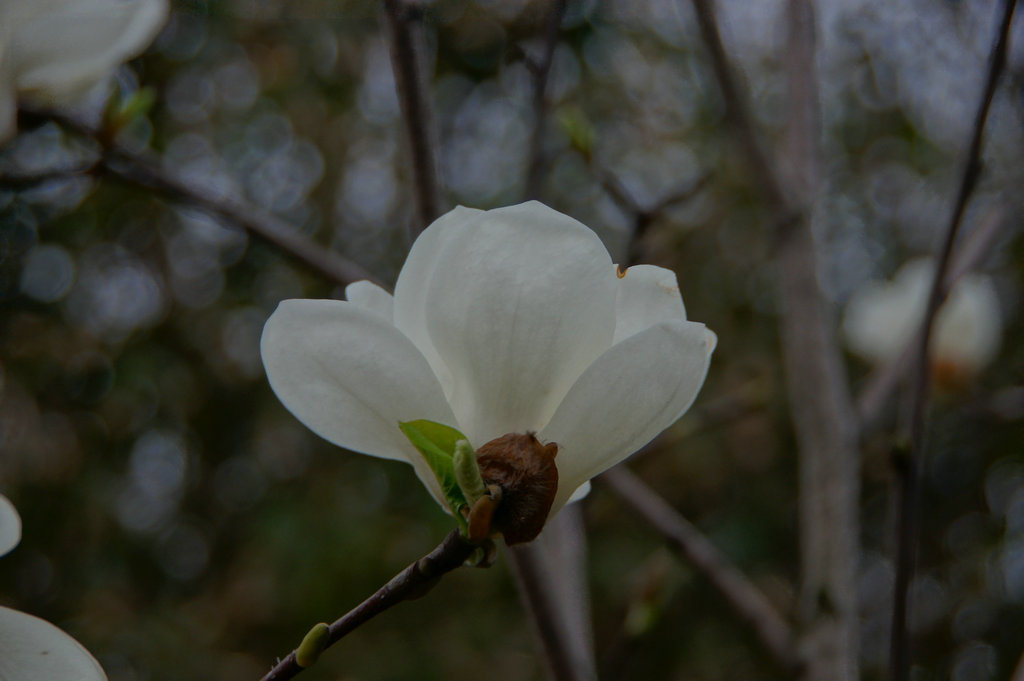 白玉兰（3）---武汉青山公园 摄影 haihongsy