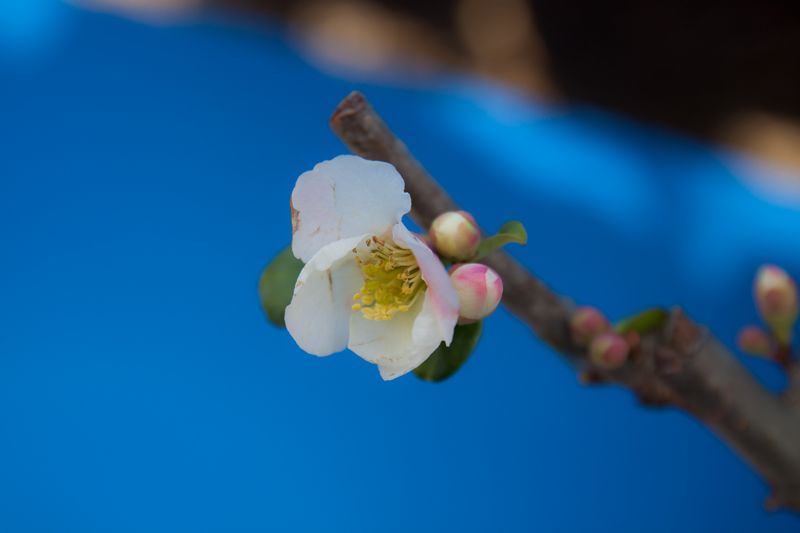 海棠花 摄影 chenruoping