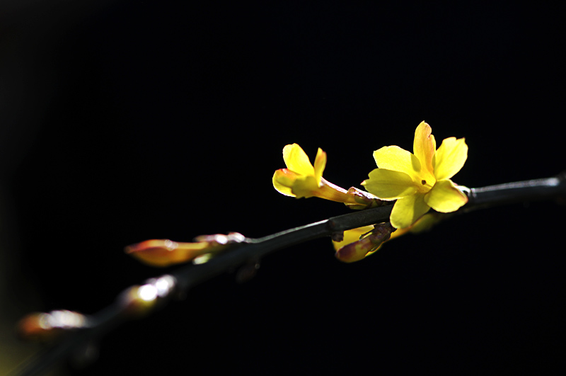 迎春花 摄影 Laotaitai