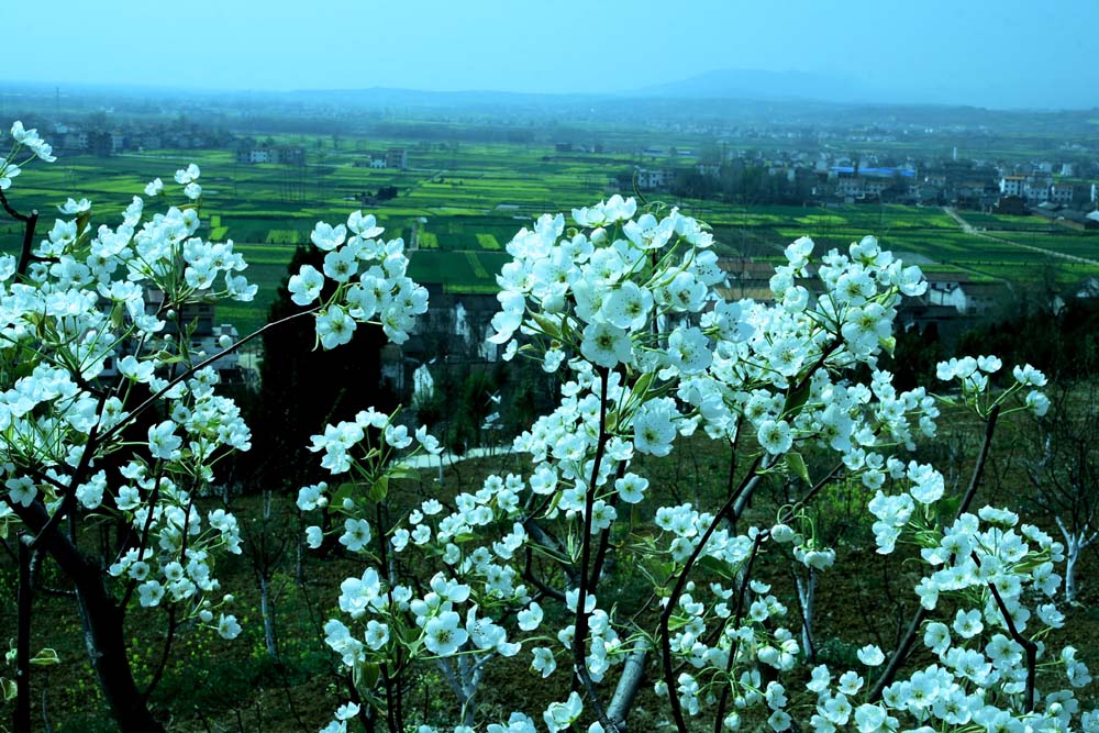 梨花与油菜花之三 摄影 朱Huan