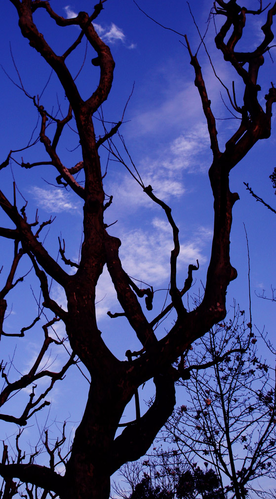 树 摄影 LCSY