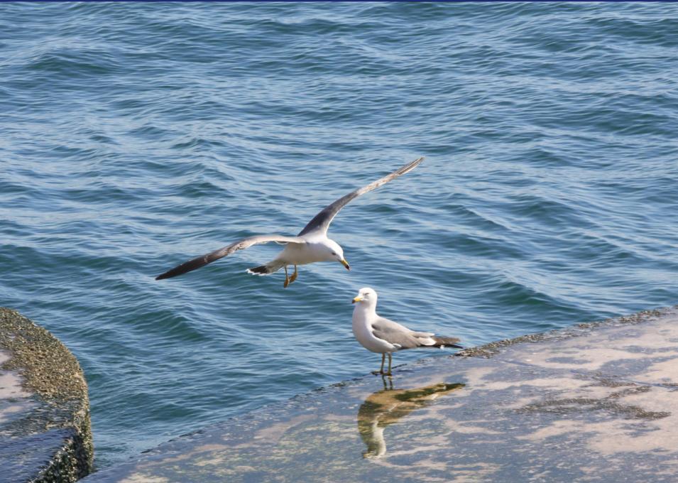 海鸥,星海湾,大连 摄影 和光织影