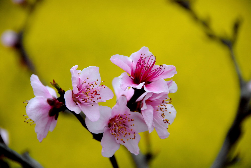 桃花 摄影 花开我先知