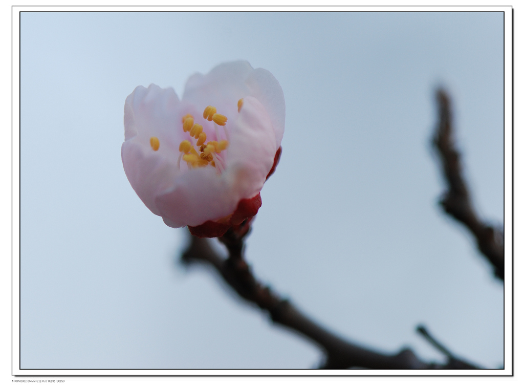 杏花 摄影 秋水晨雾