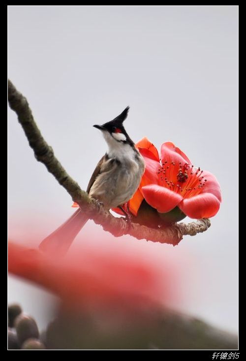 红棉.小鸟 摄影 轩辕剑5