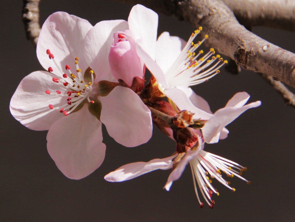 山花烂漫 摄影 zhangmx