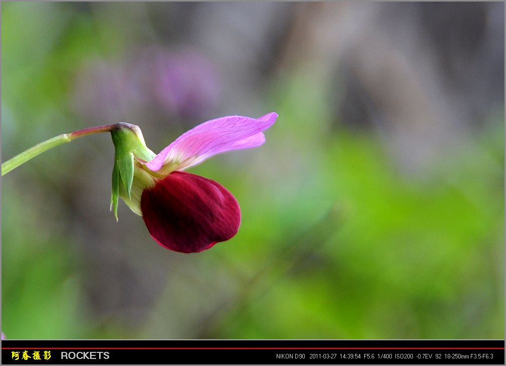 菜豆花！ 摄影 资江阿春