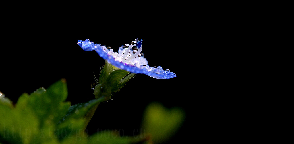 马玲花 摄影 萧二哥