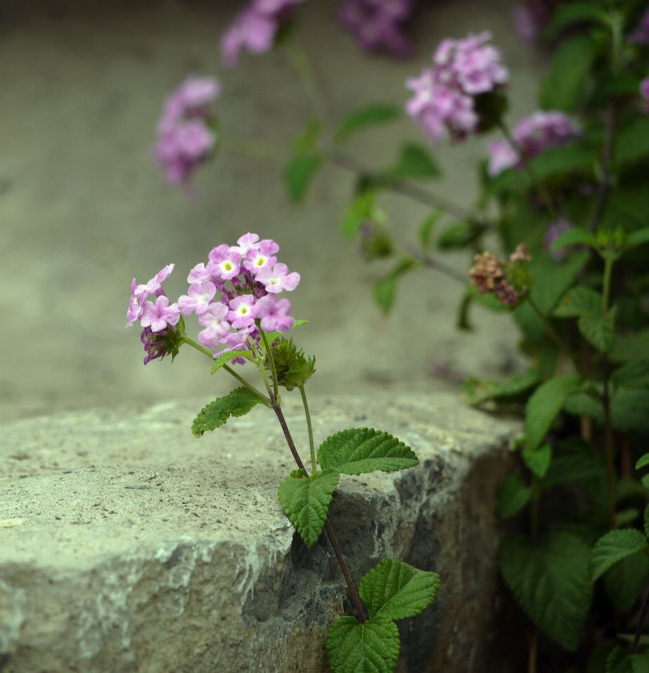 ～～ 摄影 细草穿沙