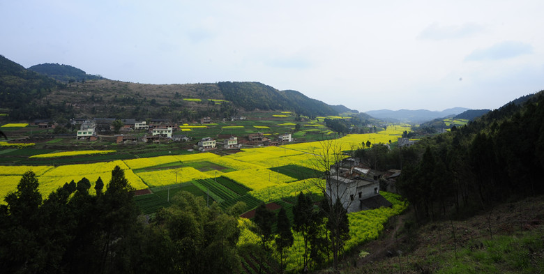 菜花集<三> 摄影 知行合二