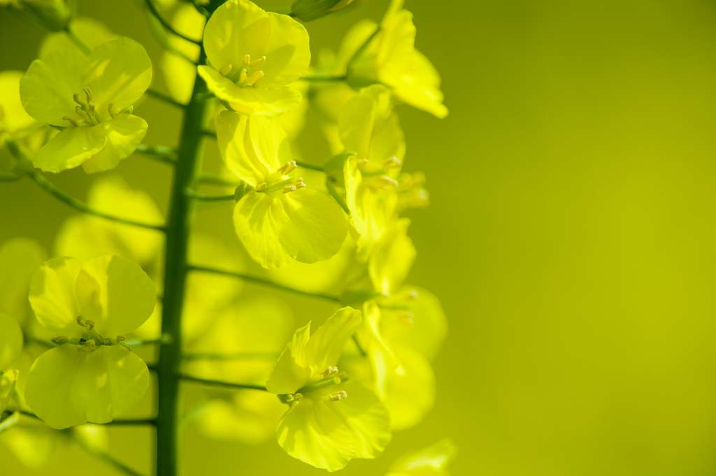 阳光下的油菜花 摄影 brucelee1118