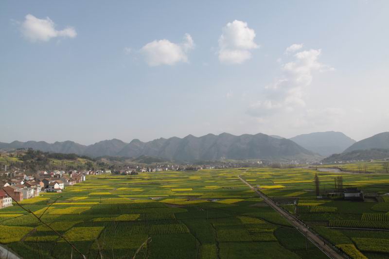 汉中油菜花开 摄影 汉江南岸