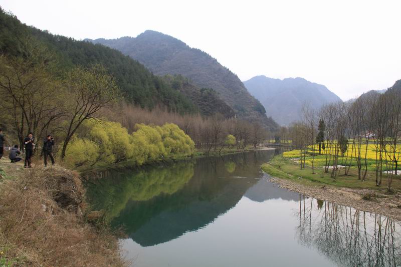 汉中油菜花开 摄影 汉江南岸