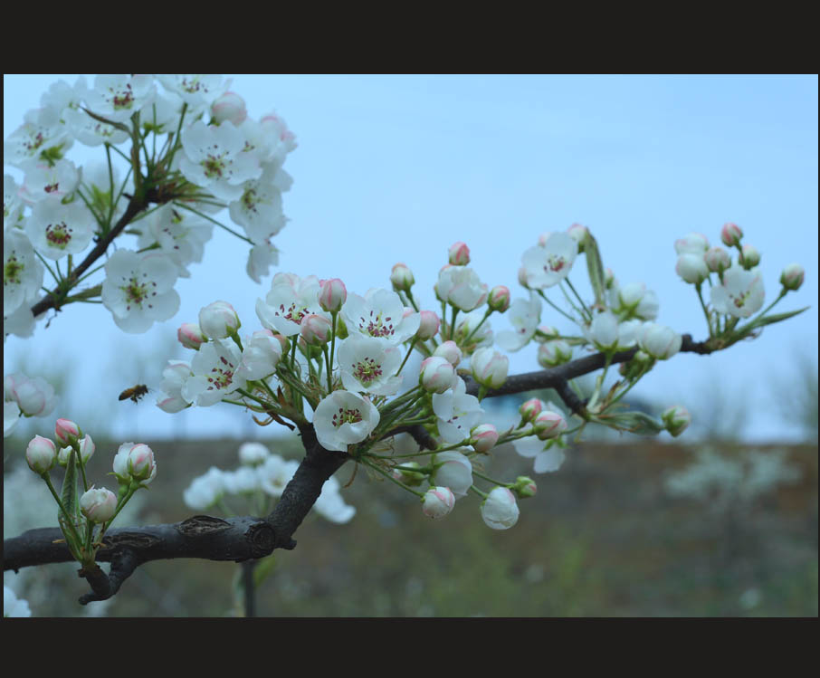 梨花之美 摄影 朱Huan