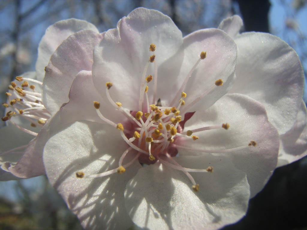 梨花？ 摄影 菲儿