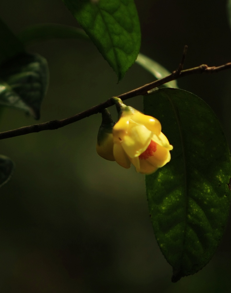 金茶花 摄影 山野樵夫