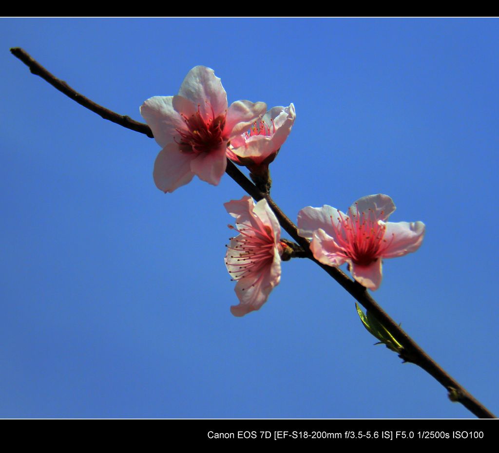 桃花-2 摄影 中度空间