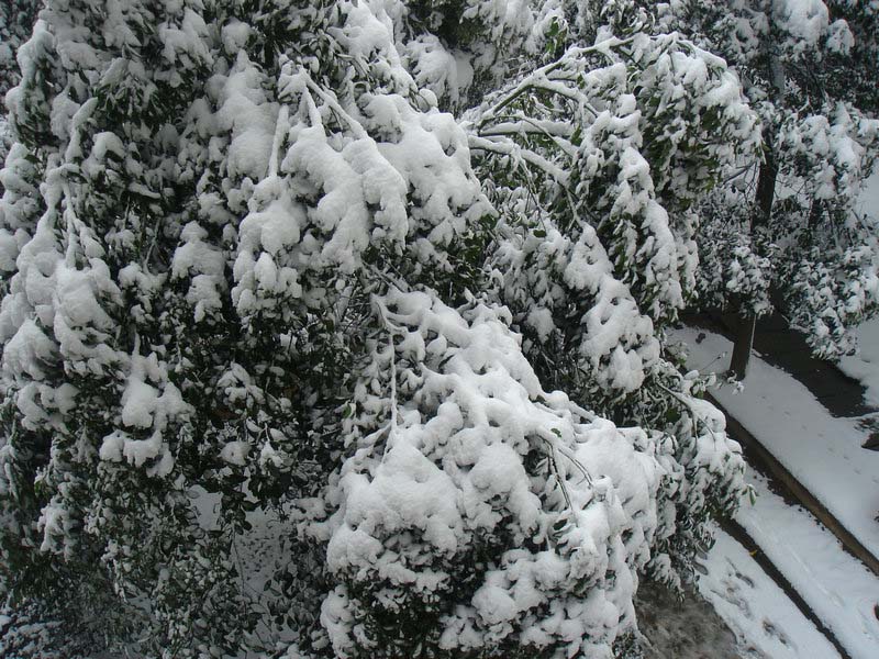 屋前雪景 摄影 仙人树