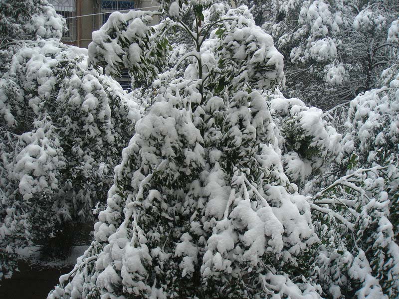 屋前雪景 摄影 仙人树