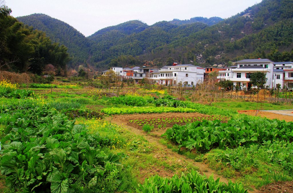 农家小菜园 摄影 中度空间