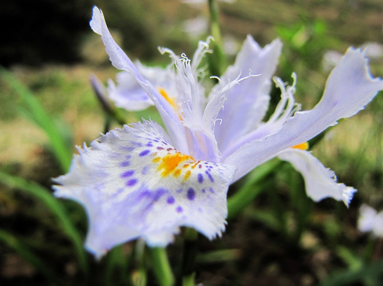 春花3P 摄影 满山红艳