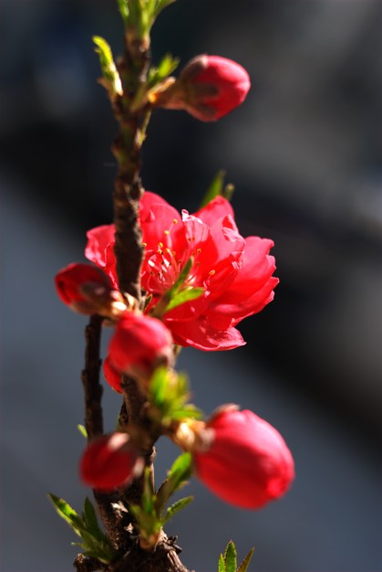 随拍，桃花。 摄影 明远