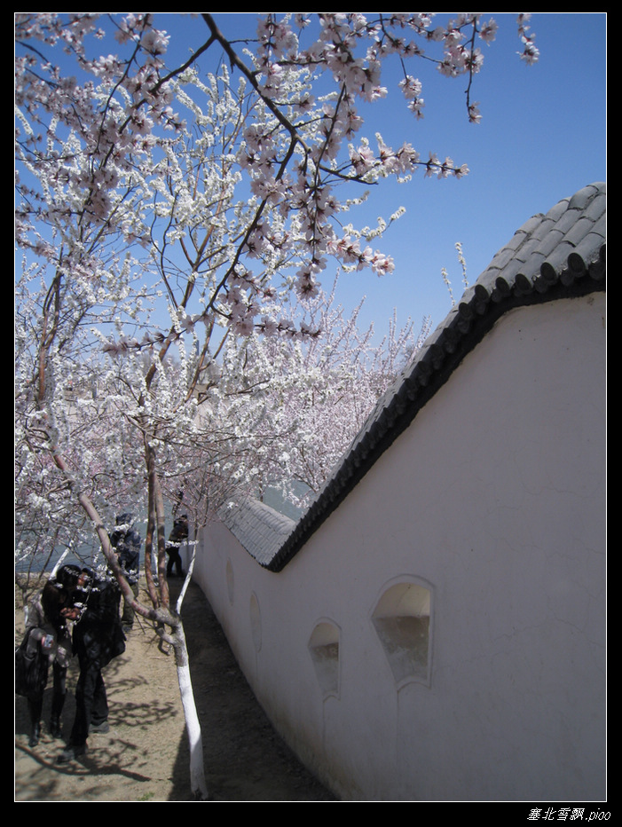 桃花堤岸春来早2 摄影 塞北雪飘