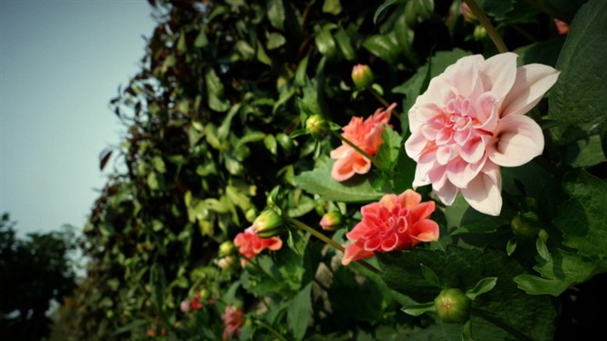 鼓浪屿上不知名的花 摄影 野菜清欢