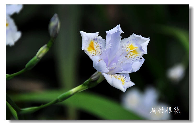 扁竹根花 摄影 寻觅梦幻