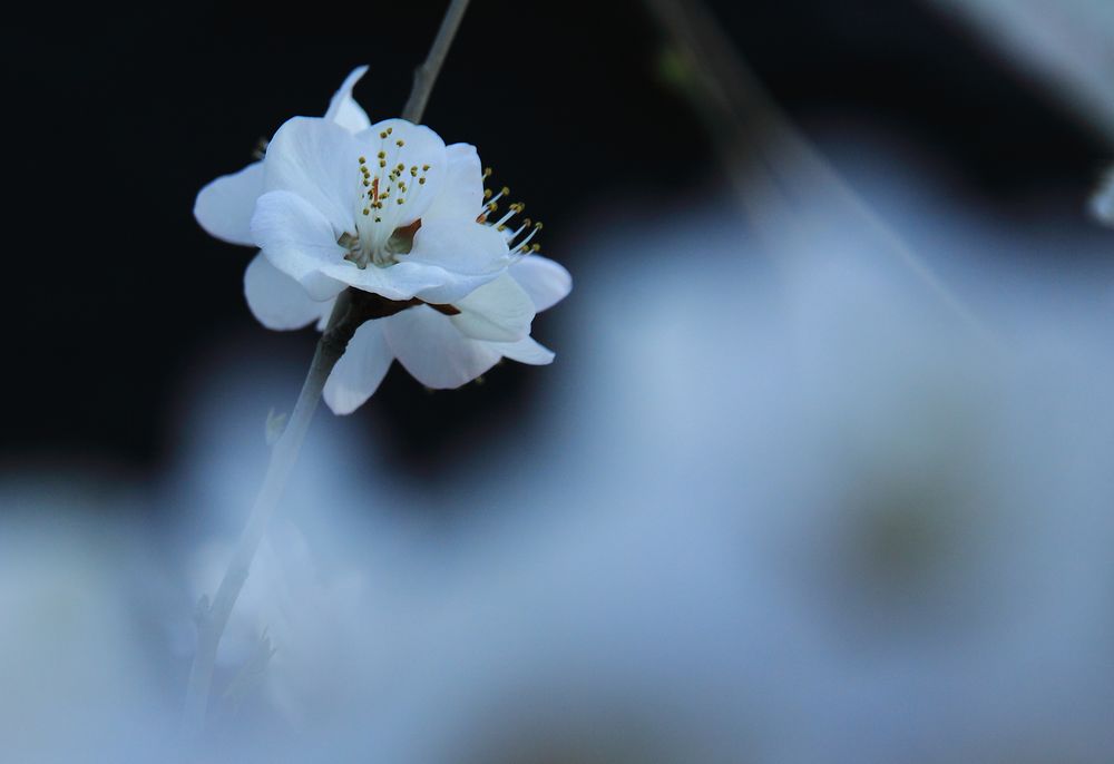 蓝调桃花 摄影 池塘月色