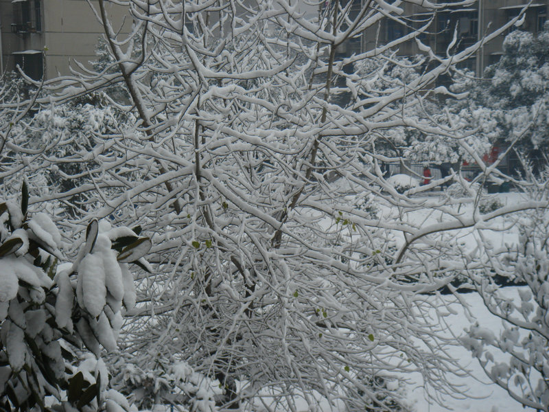 屋前雪景 摄影 仙人树