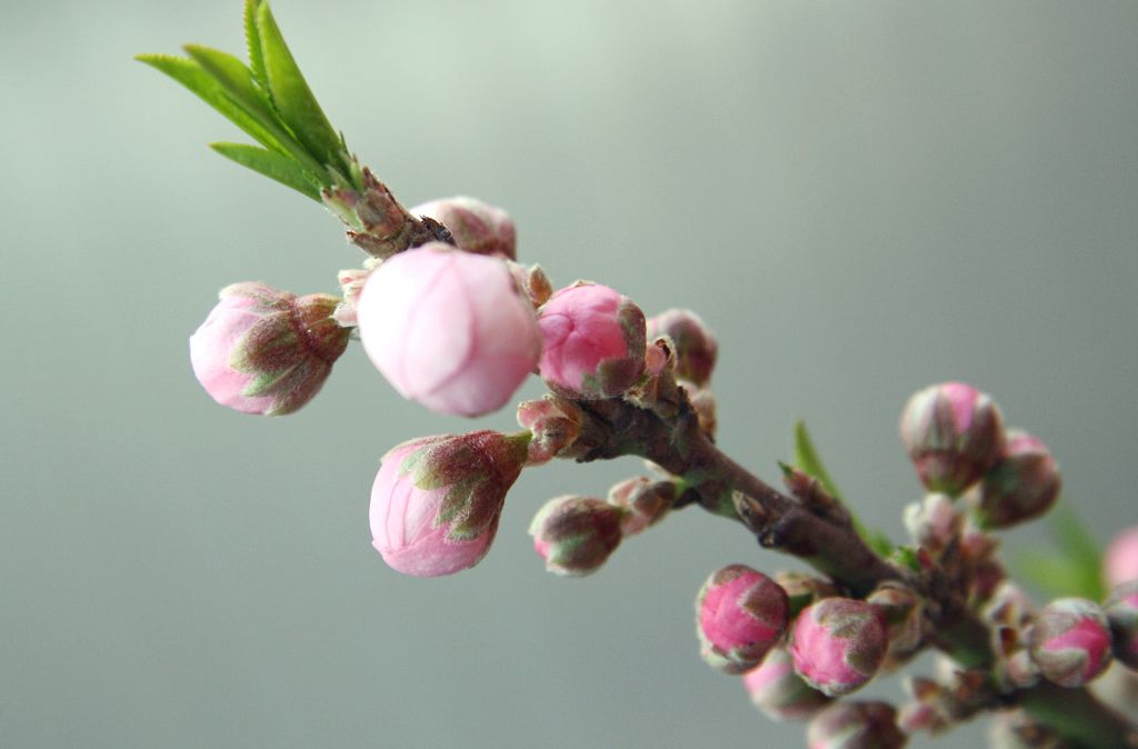 桃花 摄影 lioulanghan