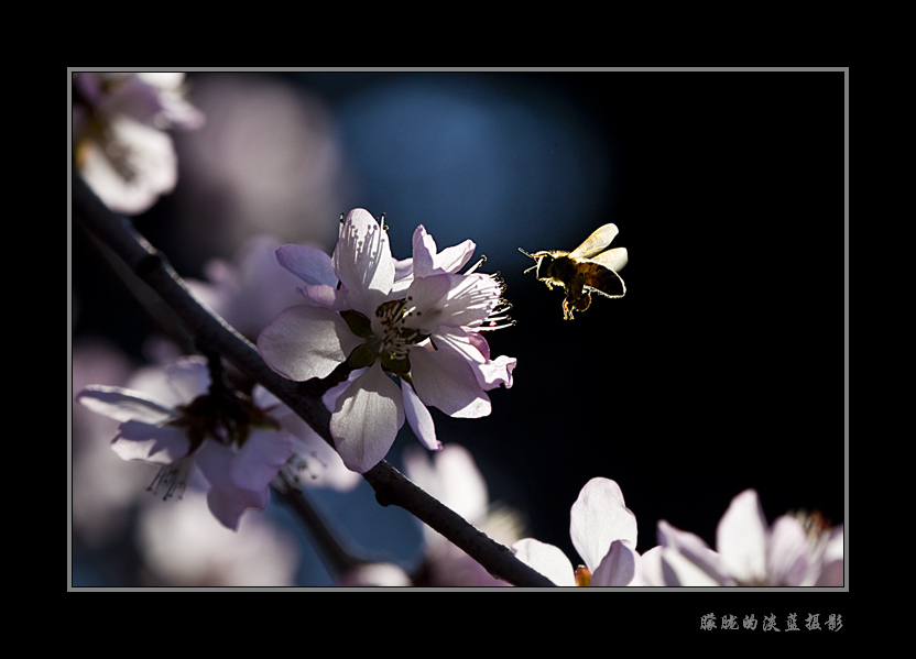 蜂与花~ 摄影 朦胧的淡蓝