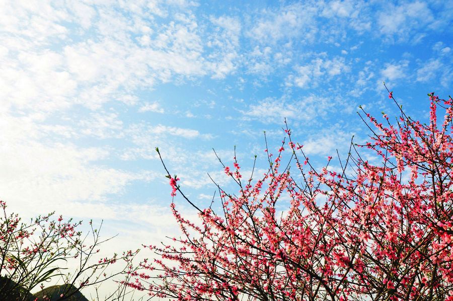 春天里 摄影 影影顺顺