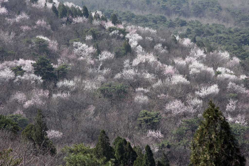 西山初春 摄影 yey