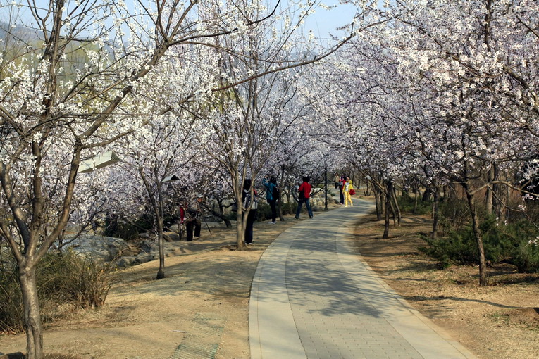 北京植物园——桃花节 摄影 蒿子