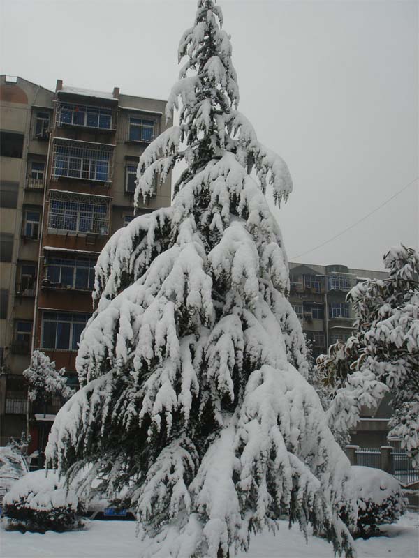 屋前雪景 摄影 仙人树