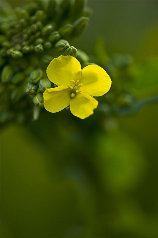 油菜花 摄影 大华山