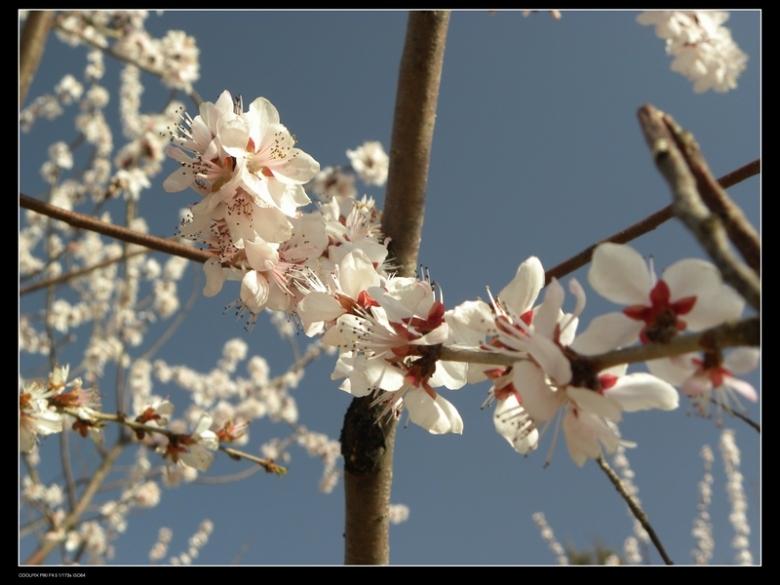 早春樱花2 摄影 coxilar